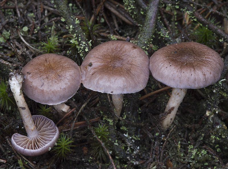 Cortinarius lepidopus